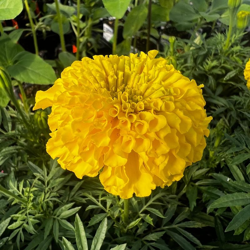 Marigolds 