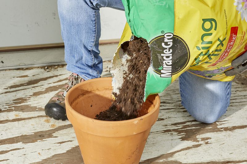 You Are Using A Standard Potting Mix