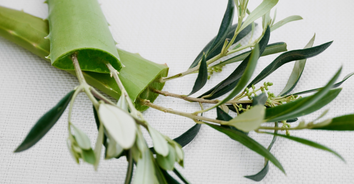 Olive tree branch cutting with fresh aloe vera leaf