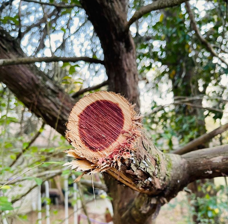 You're Responsible If You Damage The Tree