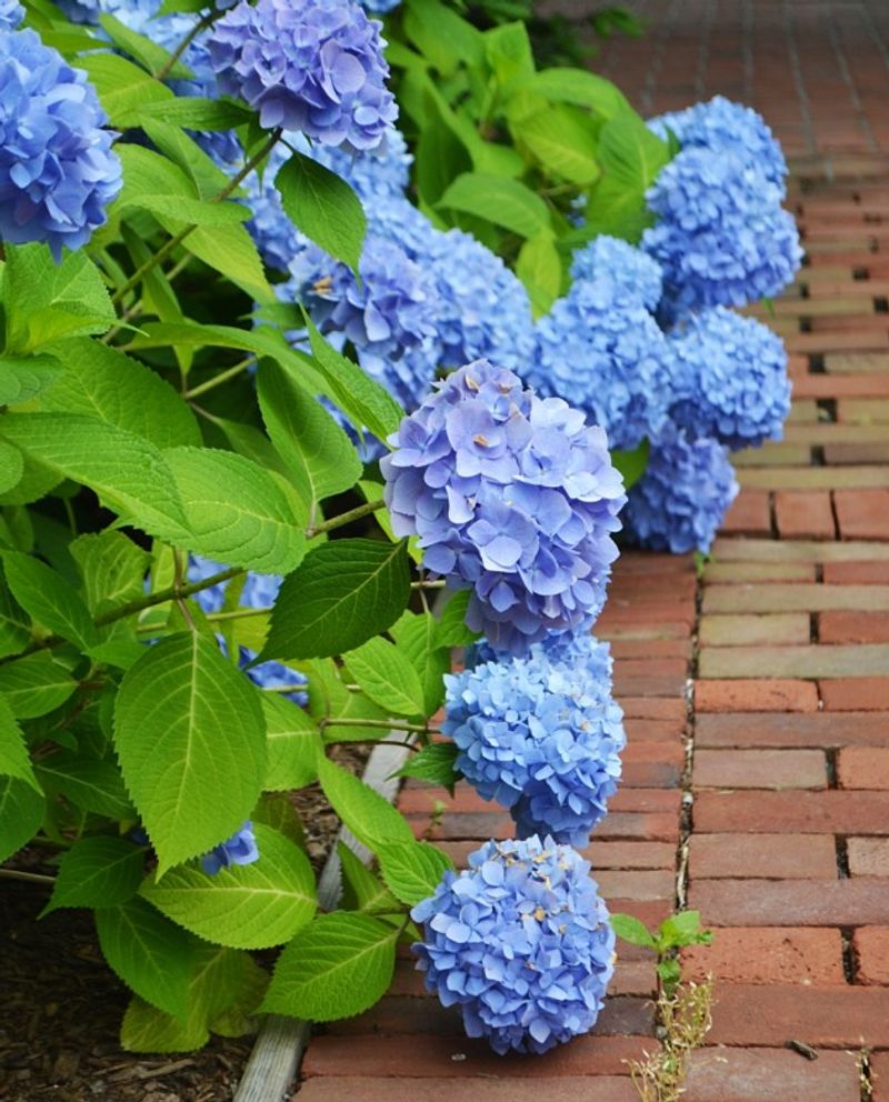 Hydrangeas Thrive In Ohio Conditions