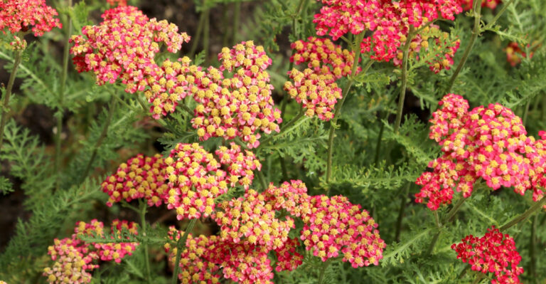 yarrow in bloom