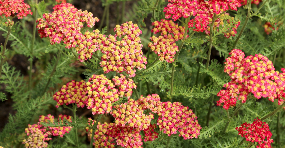 yarrow in bloom