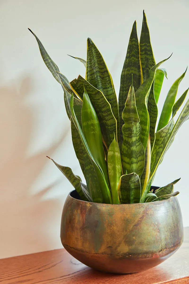 Snake Plant