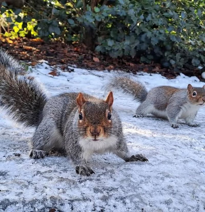 Eastern Gray Squirrels Can Both Help And Harm Garden Spaces