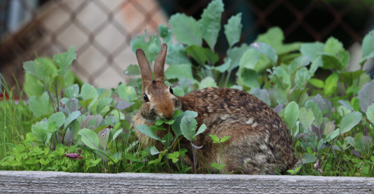 rabbit eating in garden