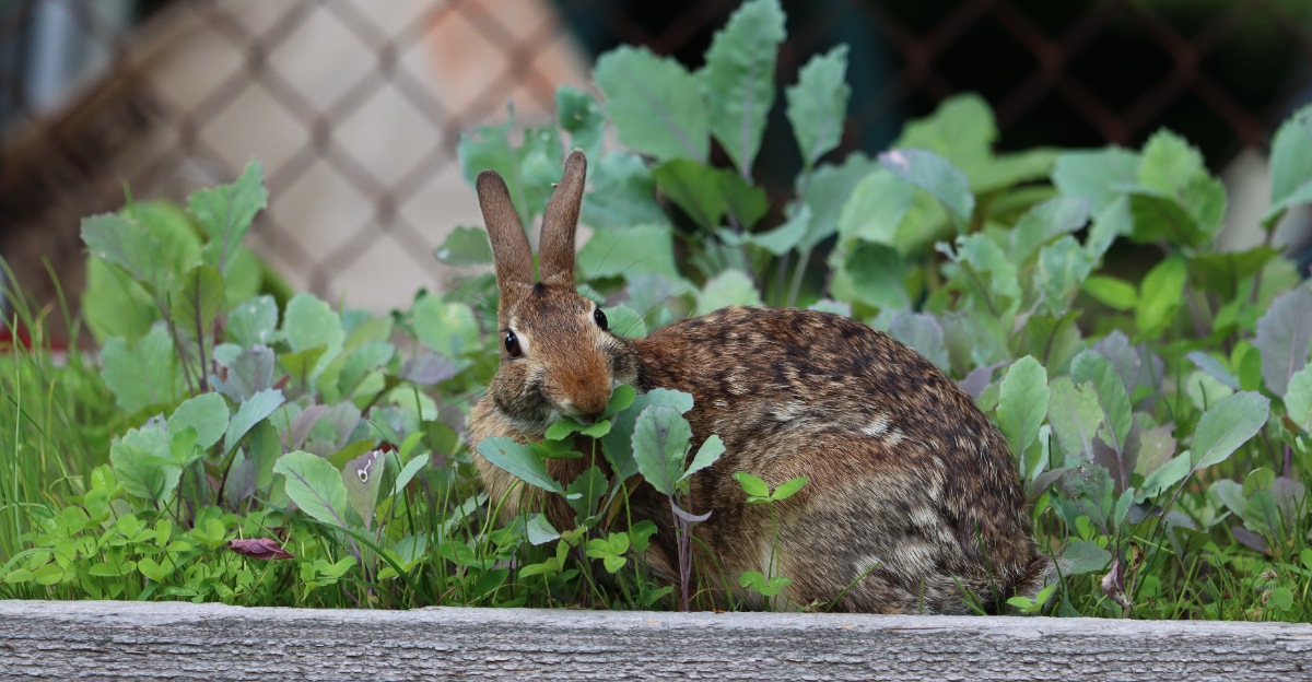 rabbit eating in garden