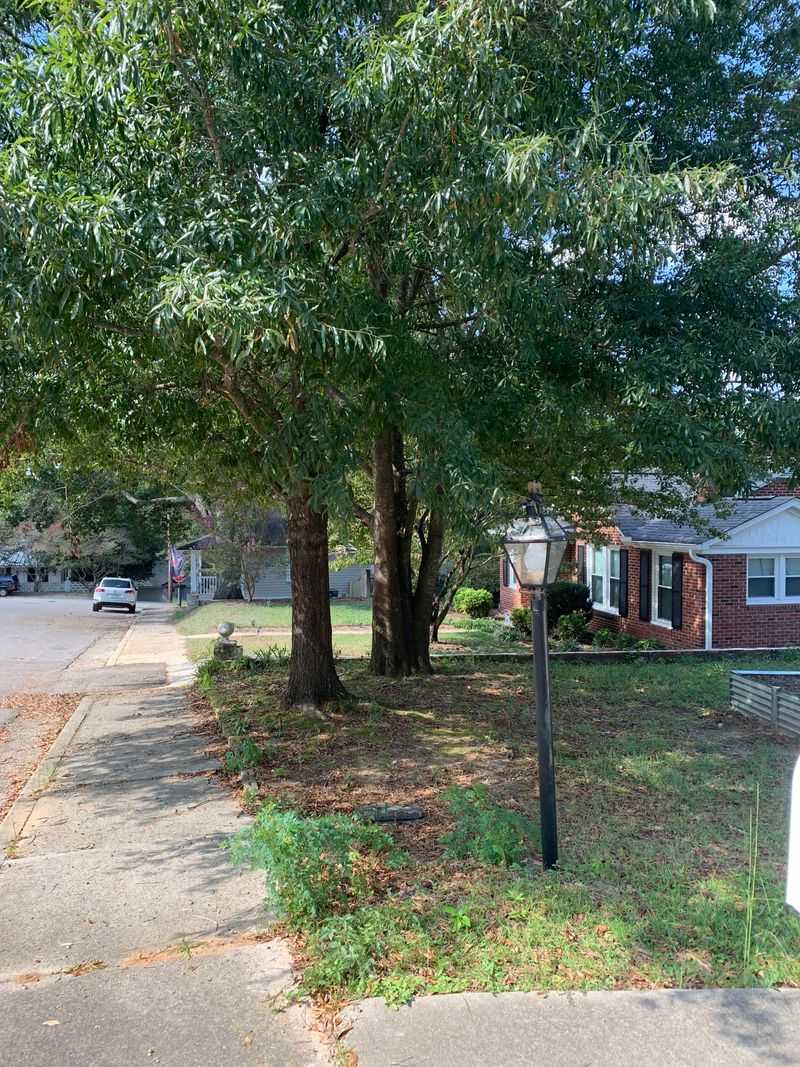 City-Owned Trees Follow Different Rules