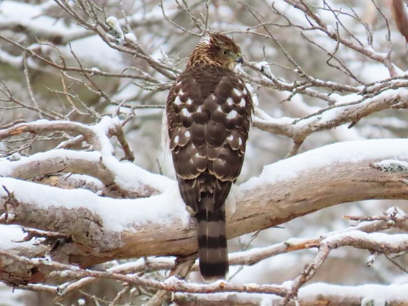 Winter Foraging Patterns