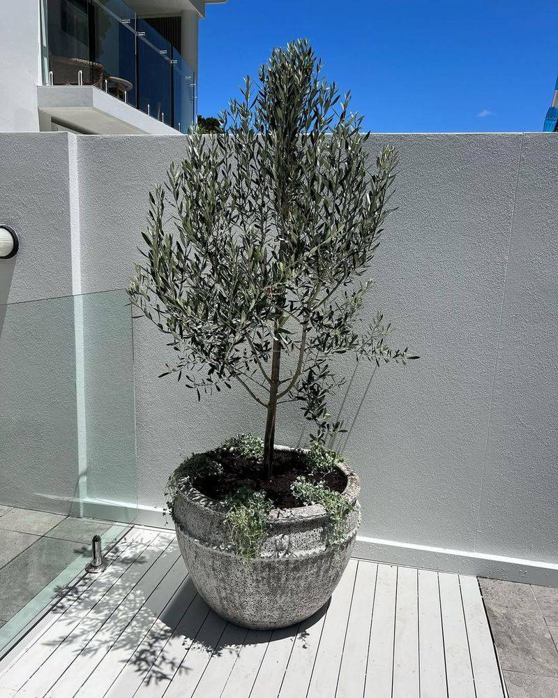 Olive Trees Adapt Easily To Large Desert Containers