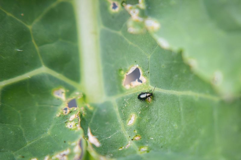 These Tiny Beetles Jump Like Fleas When Approached