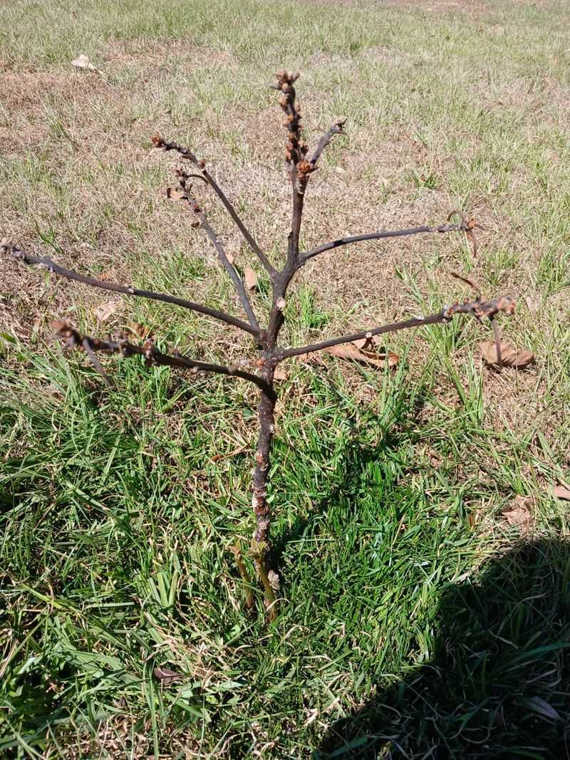 Fruit Drop Happens Fast After Cold Stress