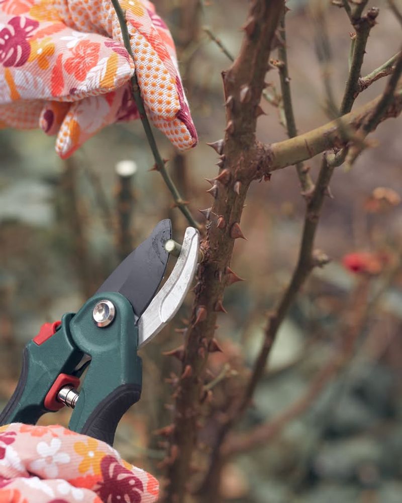 Prune Your Roses During Dormancy
