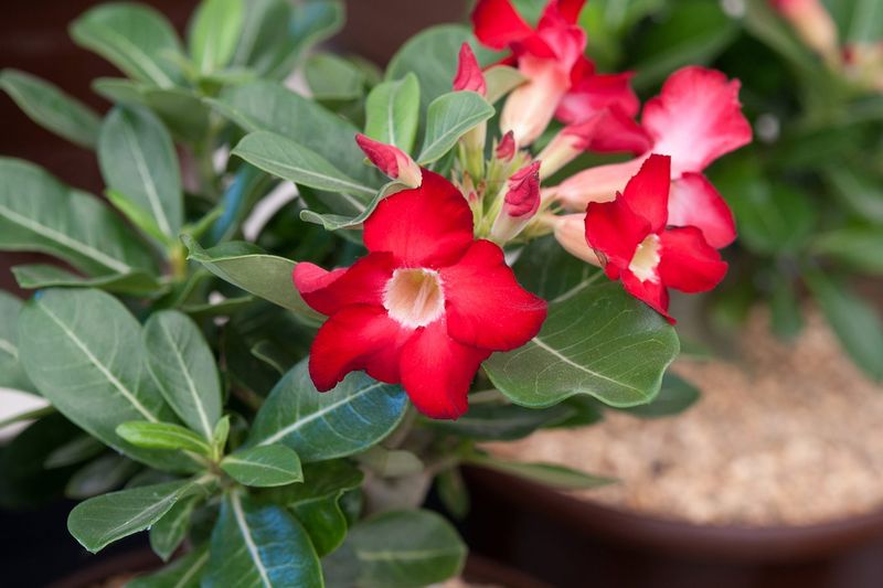 Choose The Right Adenium Variety For Texas Climate