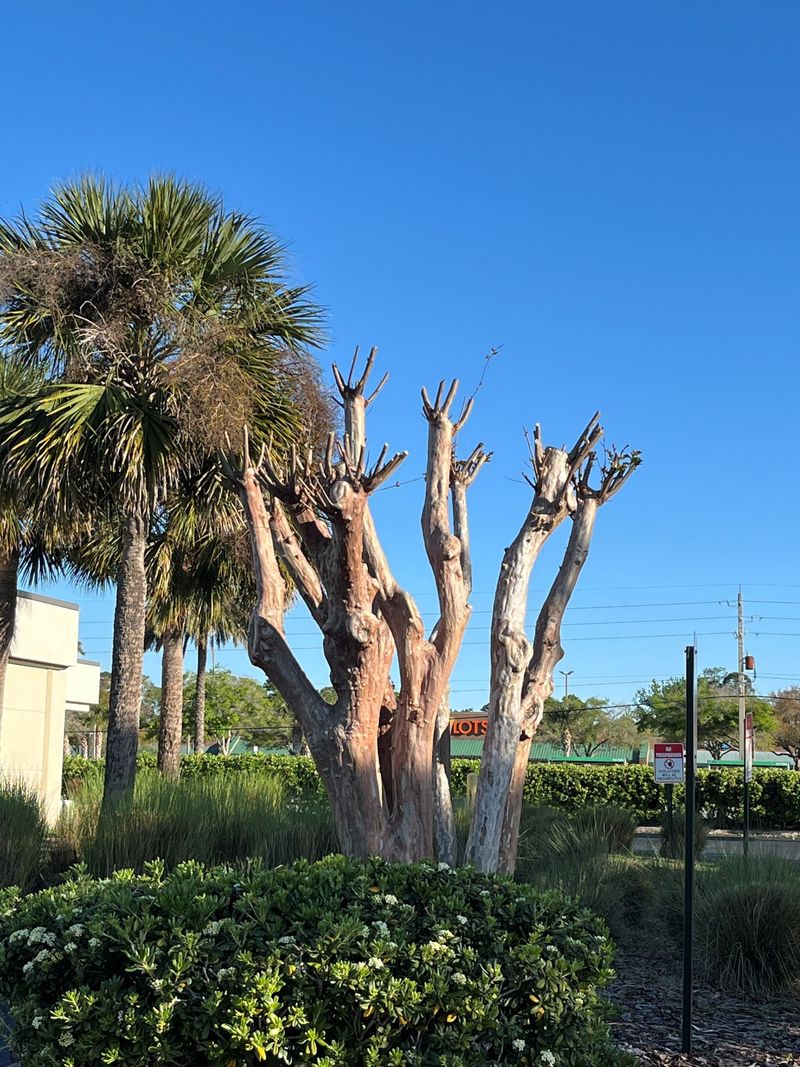 Don't Make This Common Pruning Mistake