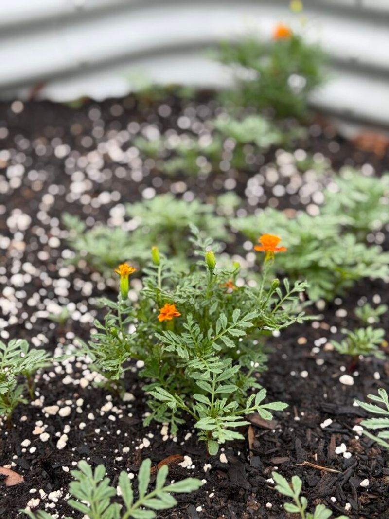 Even Your Soil Can Benefit From Marigold Roots