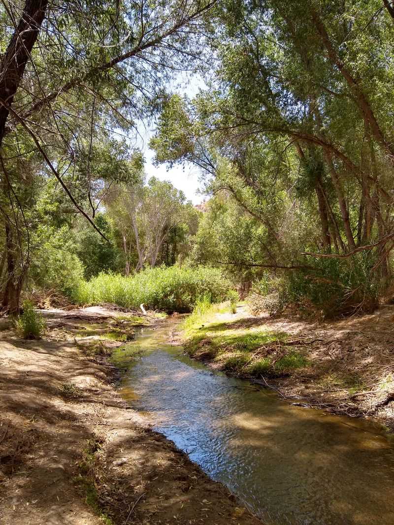 Hassayampa River Preserve Garden Highlights A Rare Desert Riparian Oasis