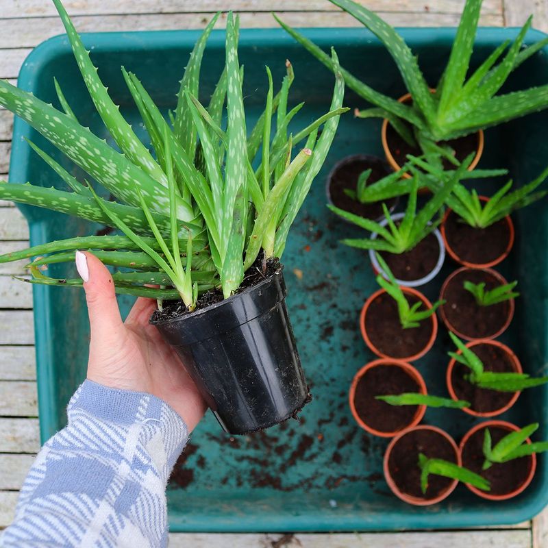 Aloe Vera Produces Offsets That Grow Into New Plants