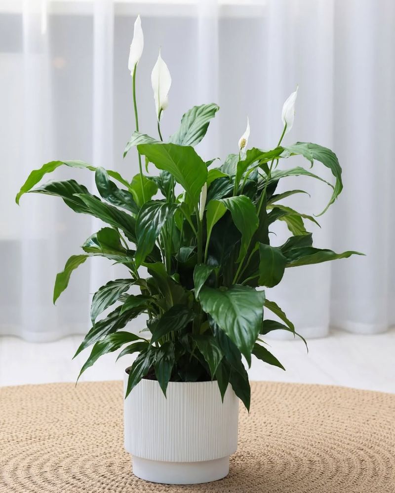 Peace Lily That Adds Soft Blooms And Calm Indoors