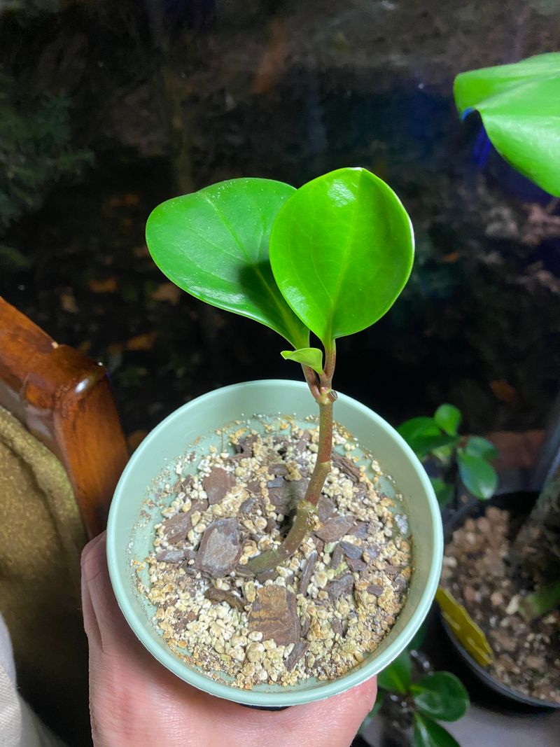 Peperomia (Peperomia obtusifolia)