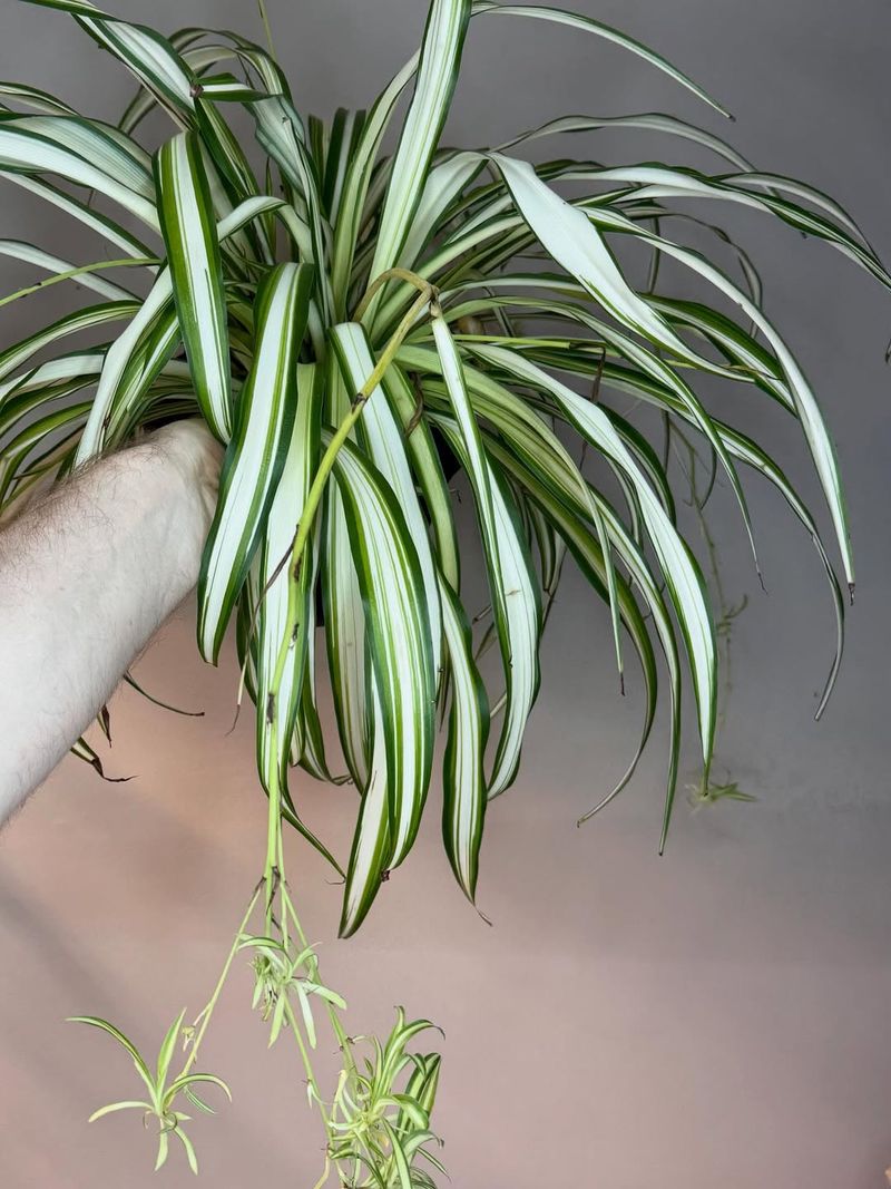 Spider Plant