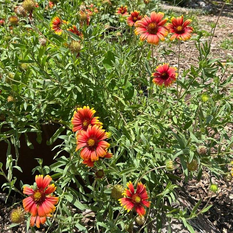 Gaillardia Pulchella Tolerates Dry Soil And Intense Sun