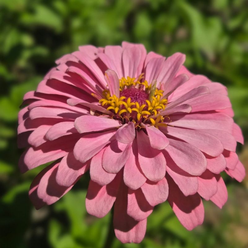 Planting Too Soon And Watching Them Stall