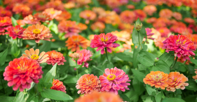 Zinnia Mistakes Florida Gardeners Should Avoid This Season
