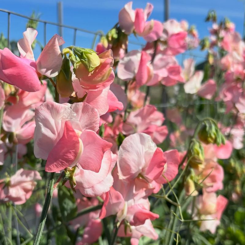 Sweet Pea (Lathyrus odoratus bicolor flowers)