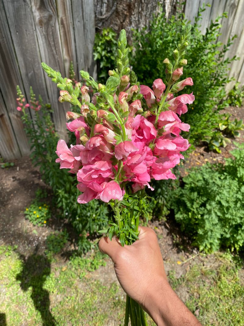 Snapdragons