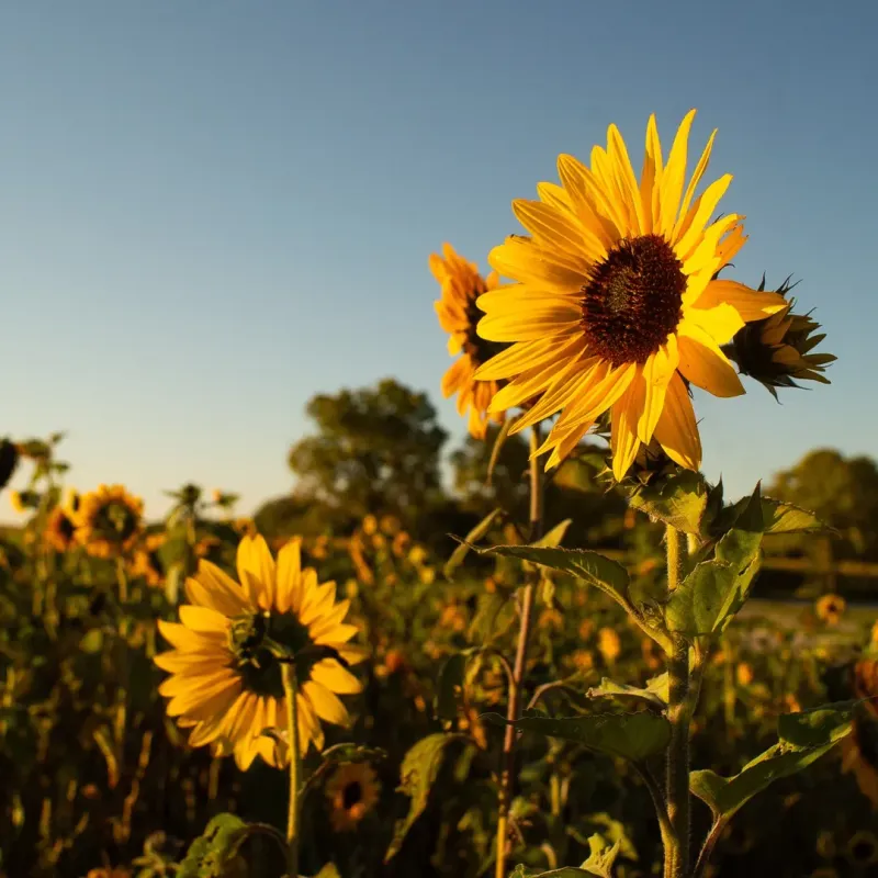 Sunflowers Grow Quickly In Full Arizona Sun