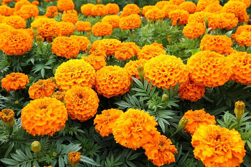 Marigolds Shine With Classic Golden Warmth