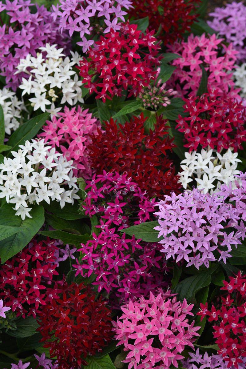 Pentas Power Up Gardens With Constant Starry Blooms