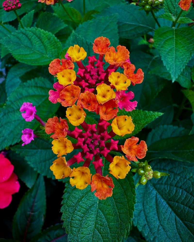 Lantana Tolerates Heat And Dry Spells With Ease