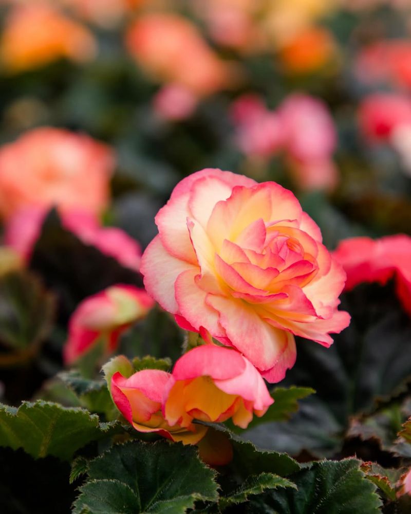Begonias With Dual-Tone Blooms For Shadier Georgia Gardens