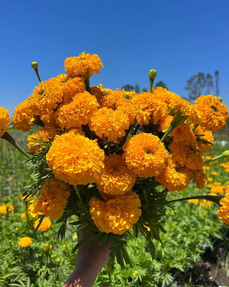 Marigolds Deliver Classic Cheerful Color