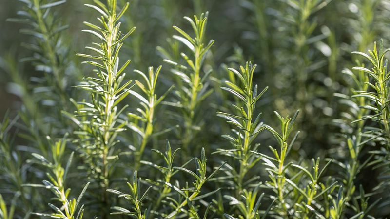 Rosemary Is A Hardy Heat Tolerant Herb Perfect For Southern Gardens