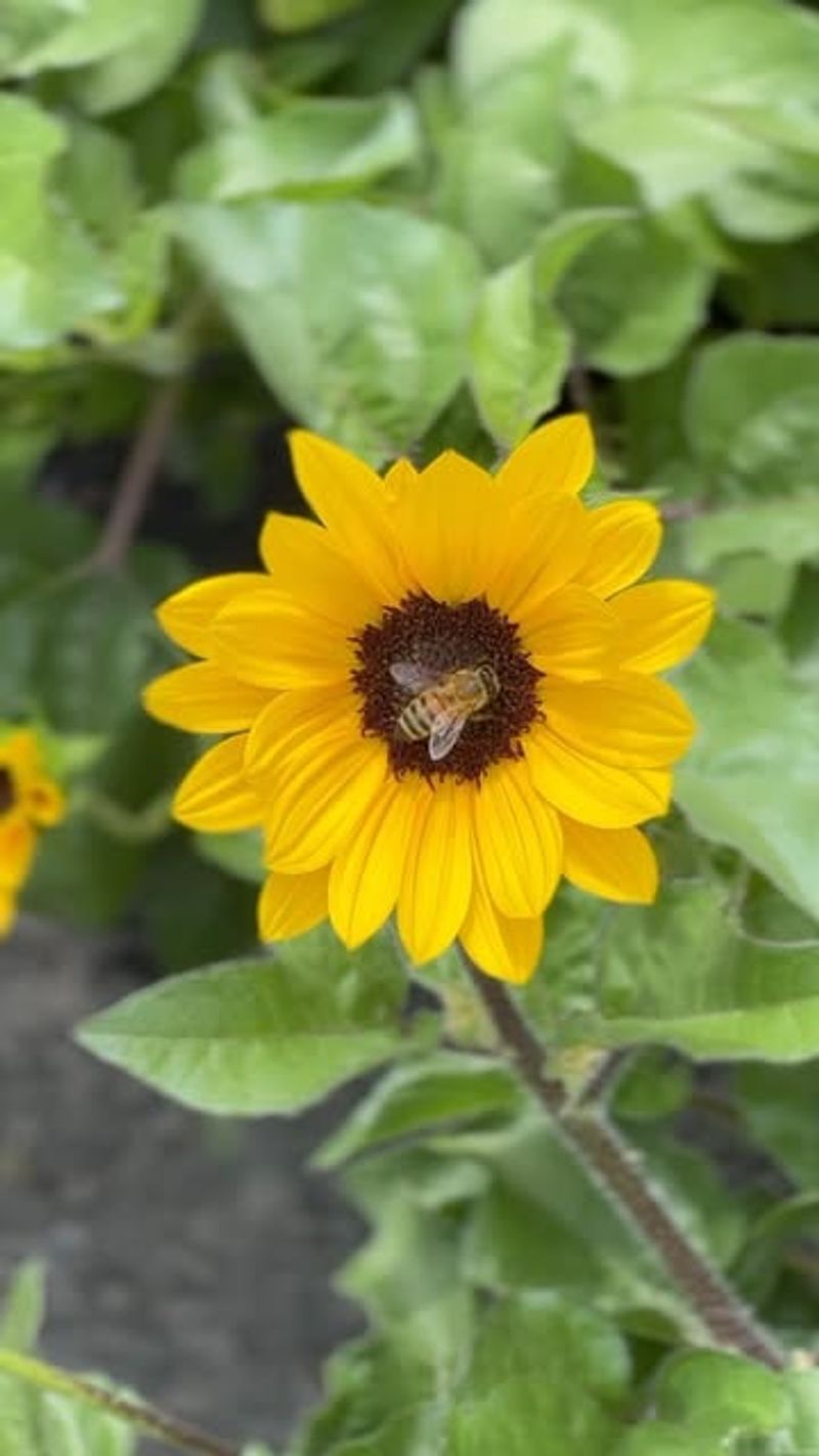 Sunflowers Offer Pollen And Structural Support For Bees