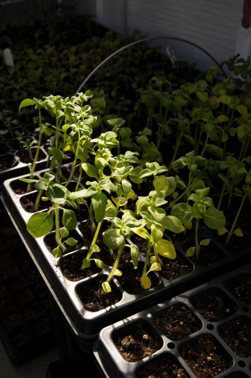 Snapdragons Bring Vertical Interest And Cool-Season Charm