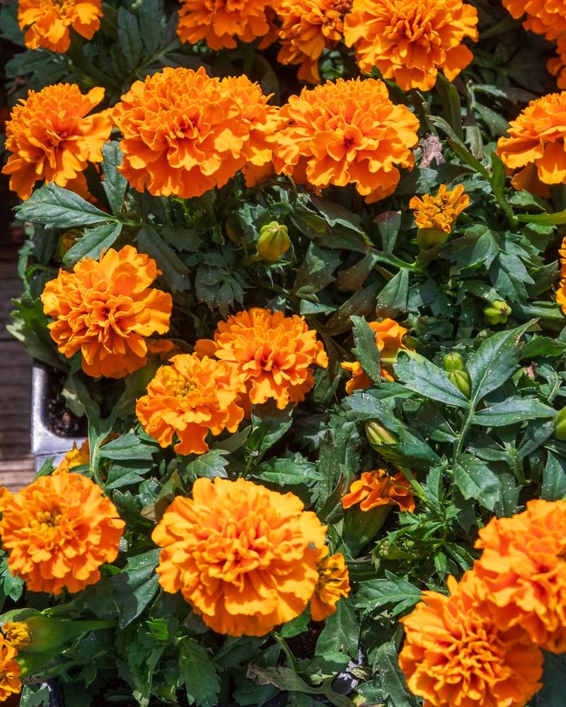 Marigolds Can Be Started Indoors In March For Later Planting