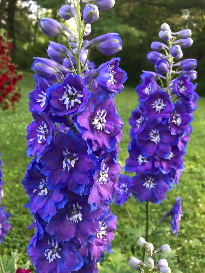 Delphinium Blooms From Patience