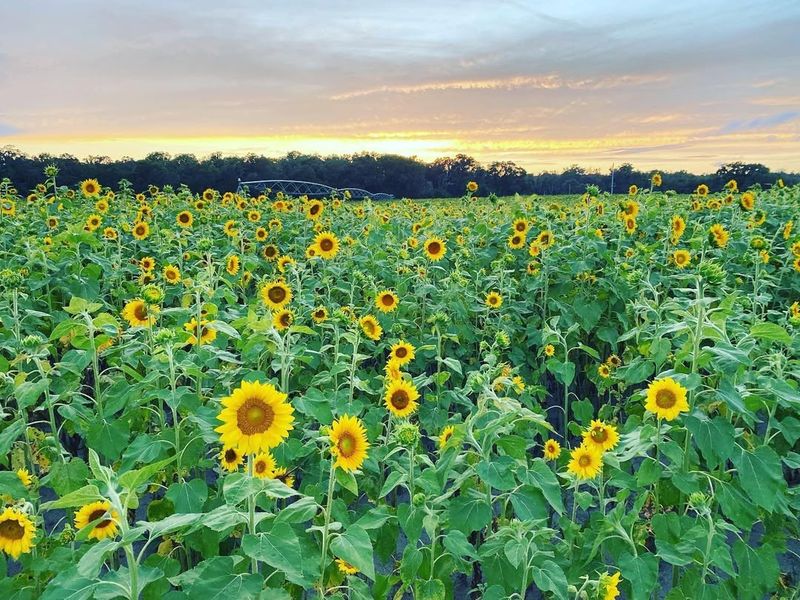Sunflowers That Instantly Brighten Any Arrangement