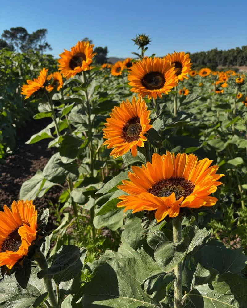 Sunflowers Grow Strongly In Warm Spring Soil