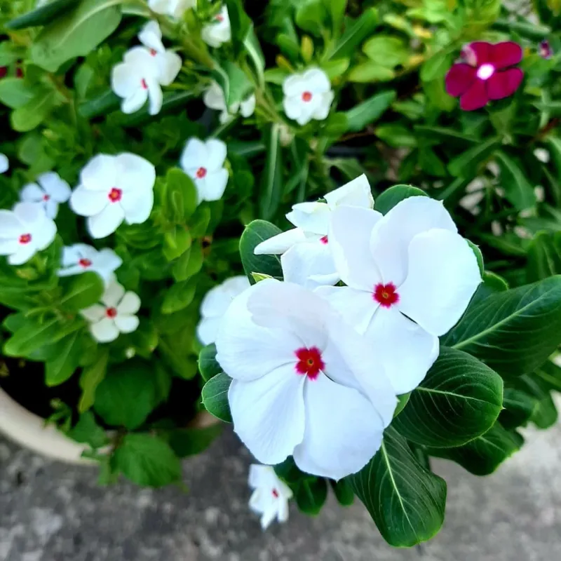 Vinca (Annual Periwinkle)