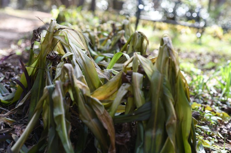 North Florida Gardeners Feel The Impact Most