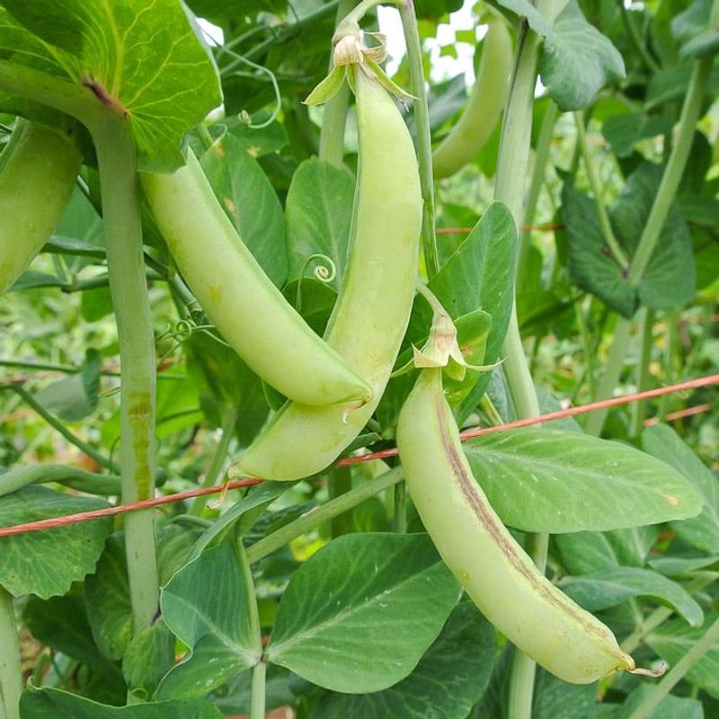 Pea (Pisum Sativum)