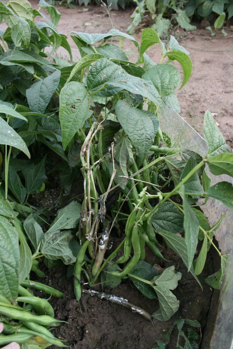 Beans Mold In Soggy Soil