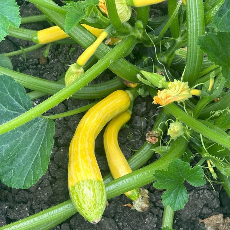 Summer Squash That Delivers Steady Warm-Weather Picks