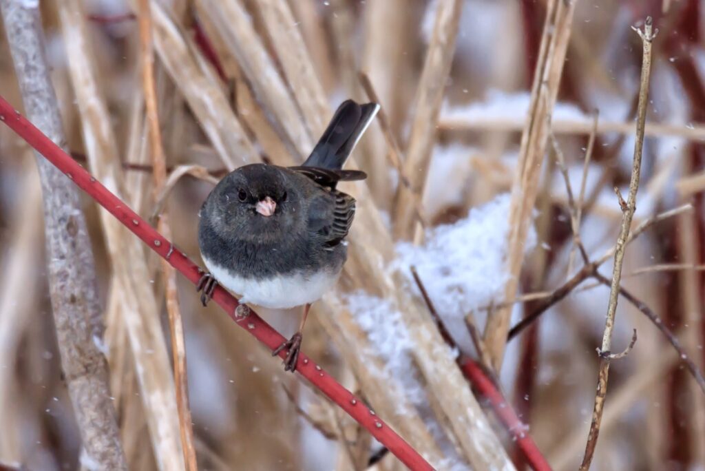 Dark-eyed Junco sitting on a snow covered red osier dogwood branch