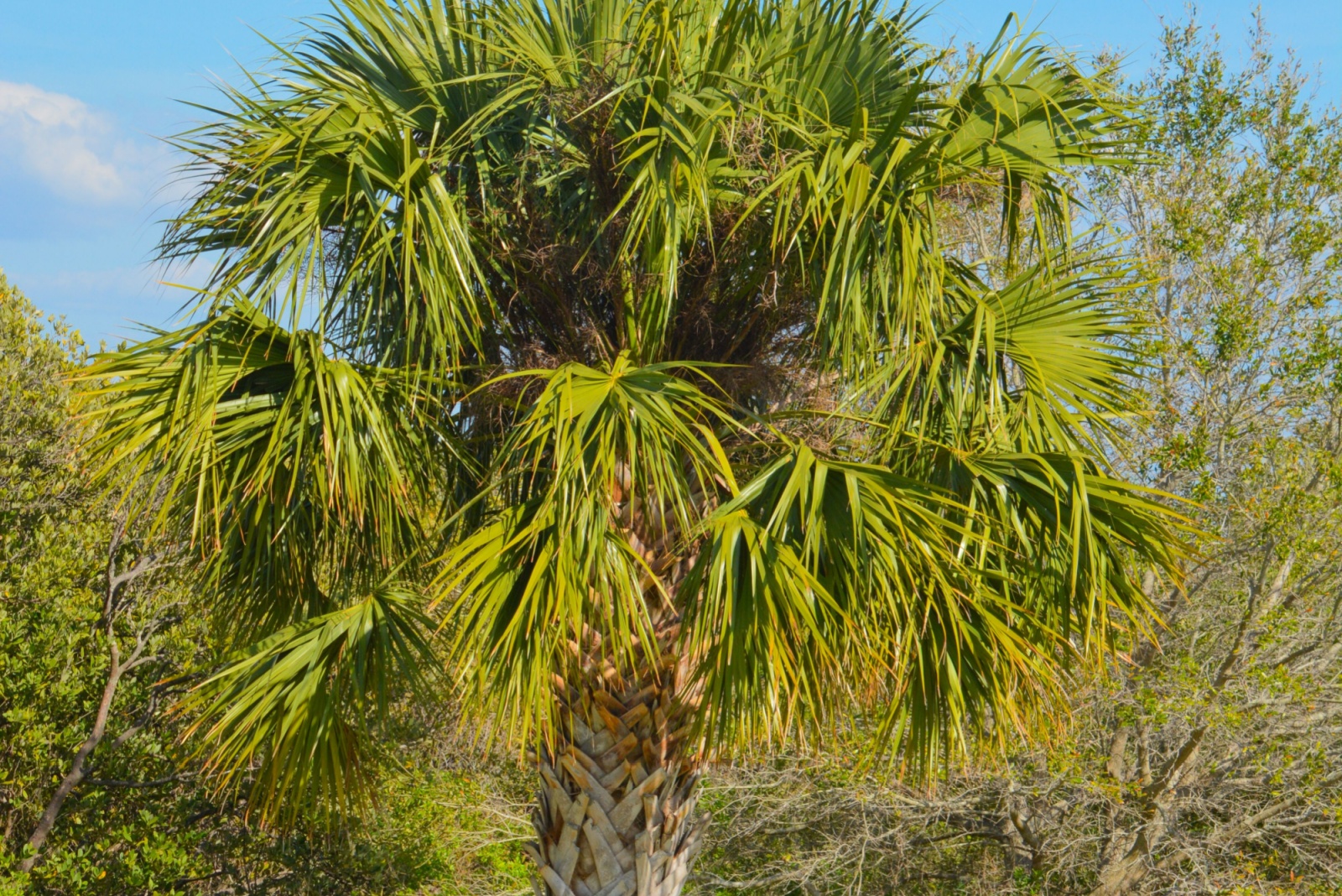 cabbage palm